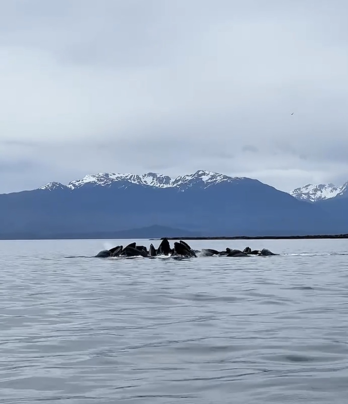Humpback whales Alaska